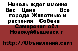 Николь ждет именно Вас › Цена ­ 25 000 - Все города Животные и растения » Собаки   . Самарская обл.,Новокуйбышевск г.